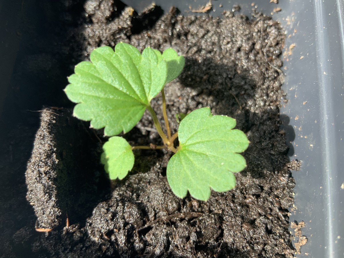 growing strawberries from seed