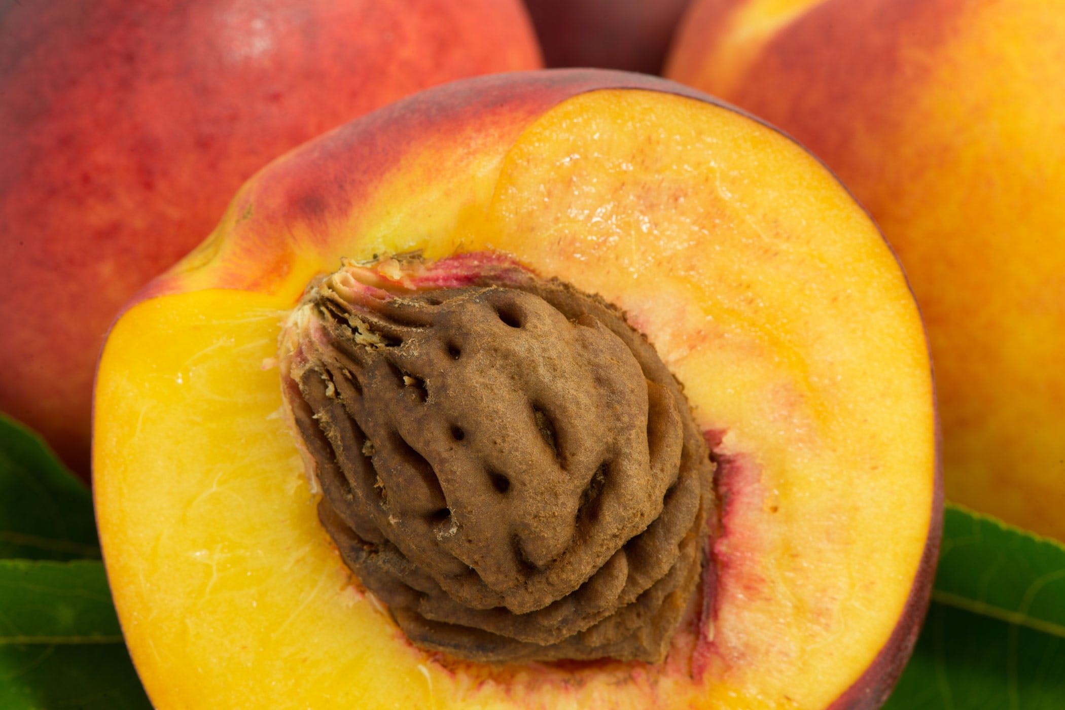 how to grow a peach tree from seed