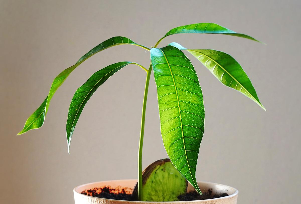 mango tree from seed