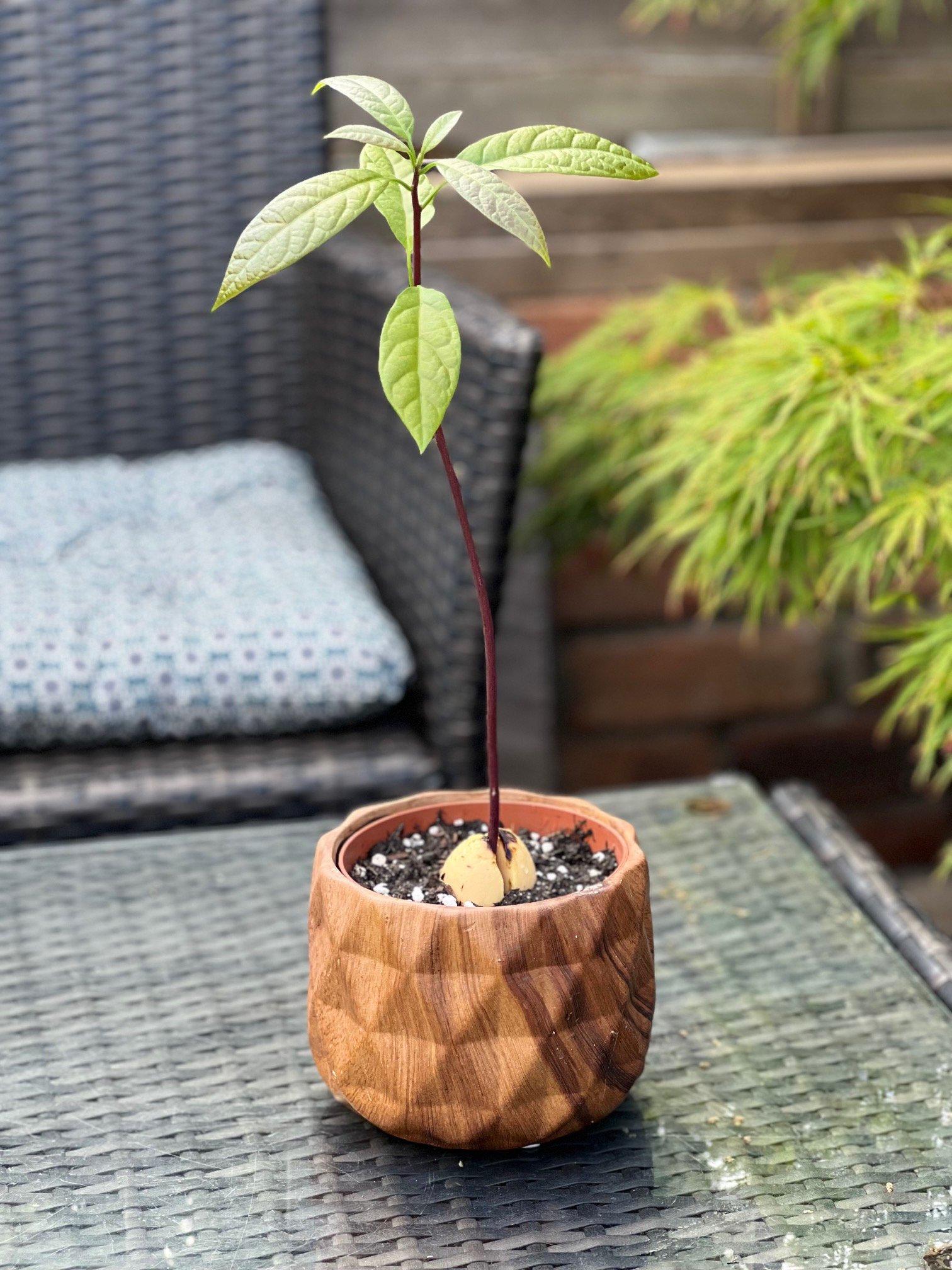 How to Grow an Avocado from Seeds and Reap the Delicious缩略图