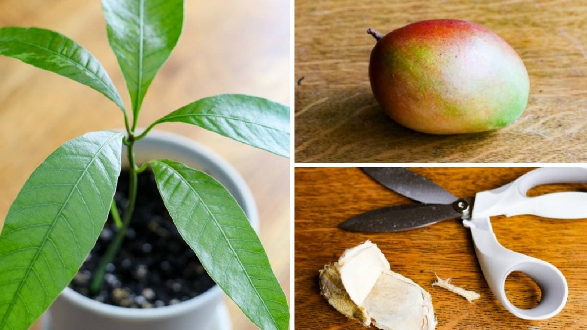 how to grow mango from seed