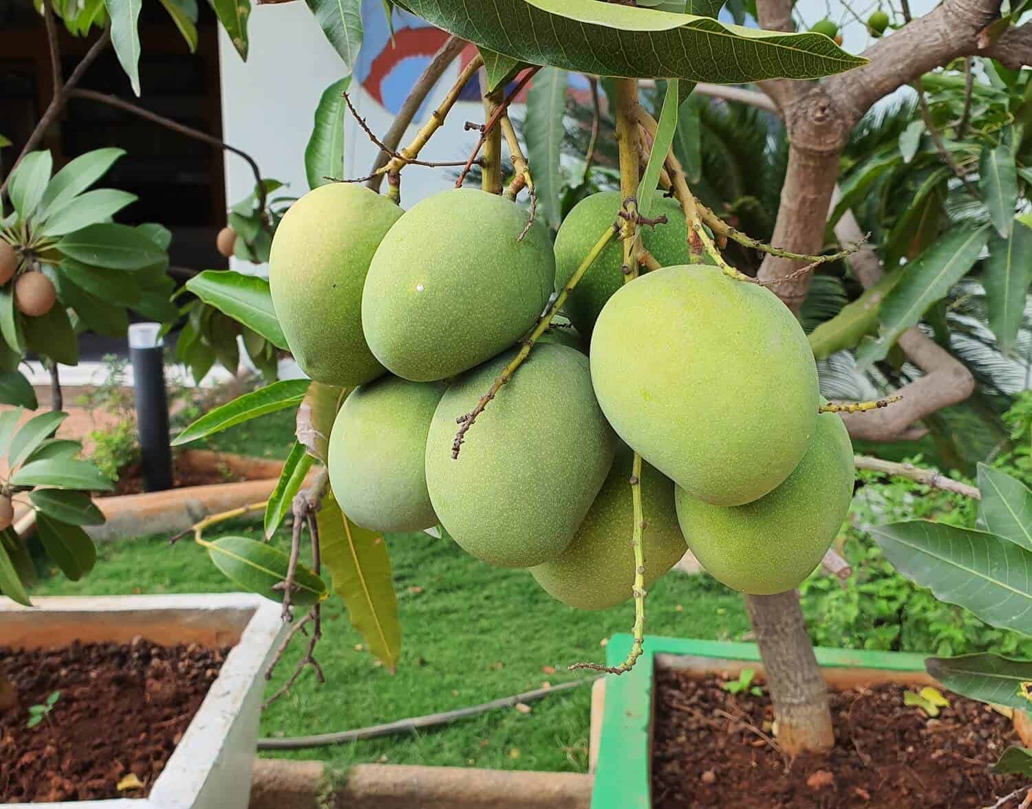 how to grow mango from seed