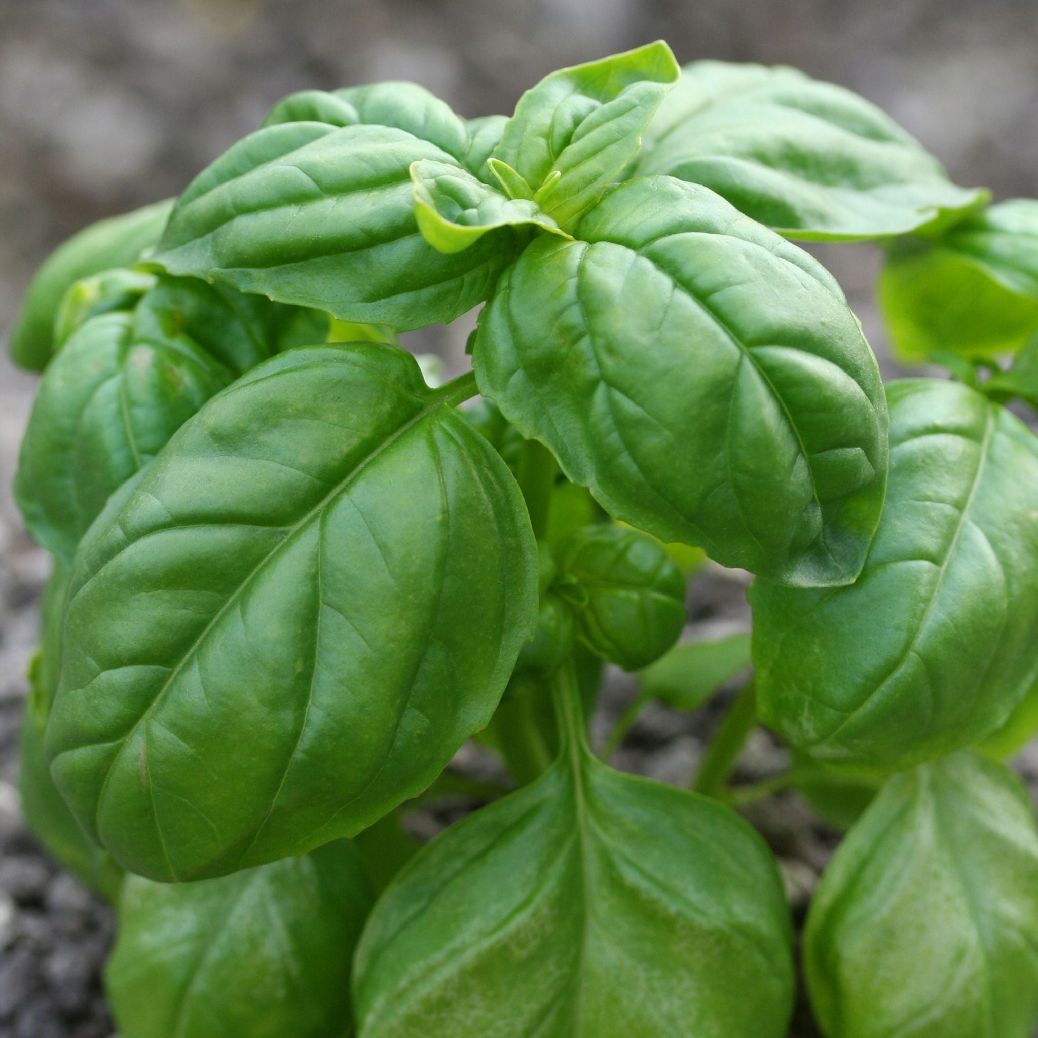 growing basil from seed