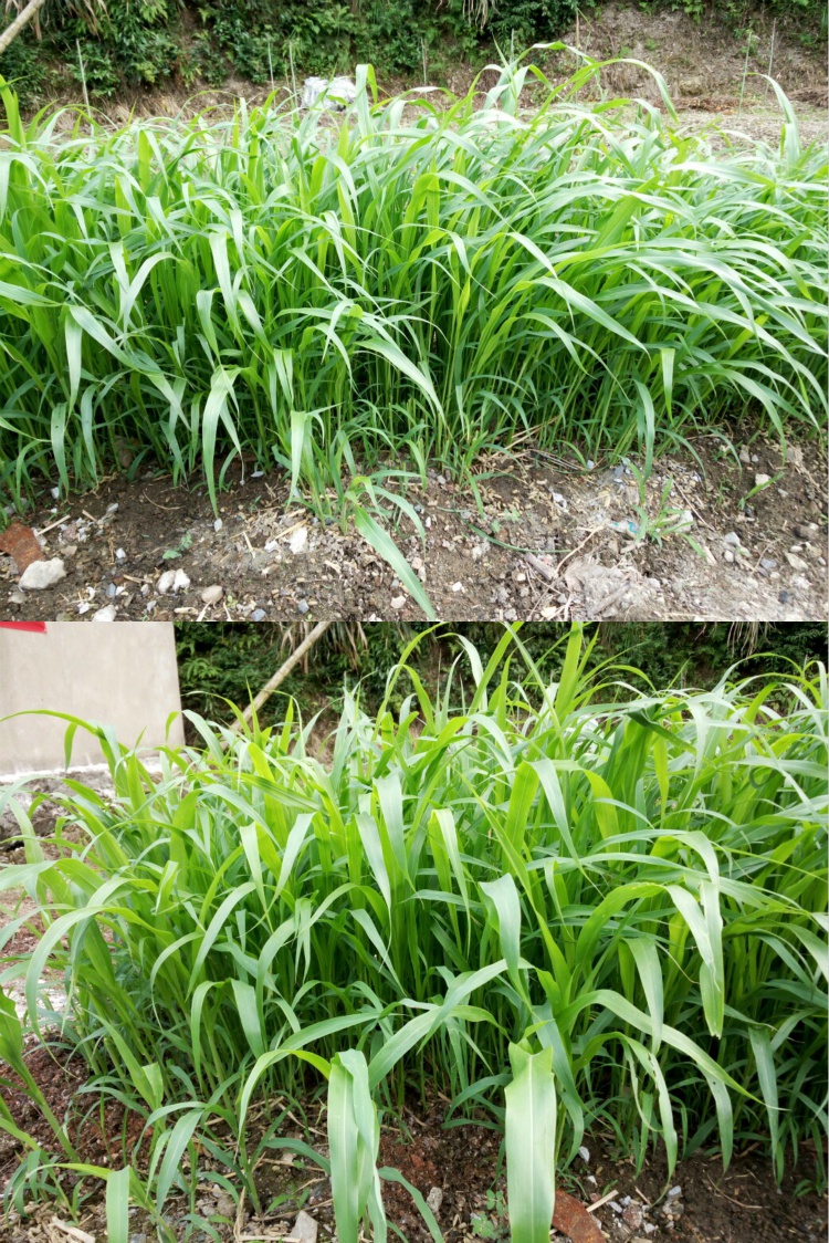 Understanding the Germination Process of Grass Seed插图4