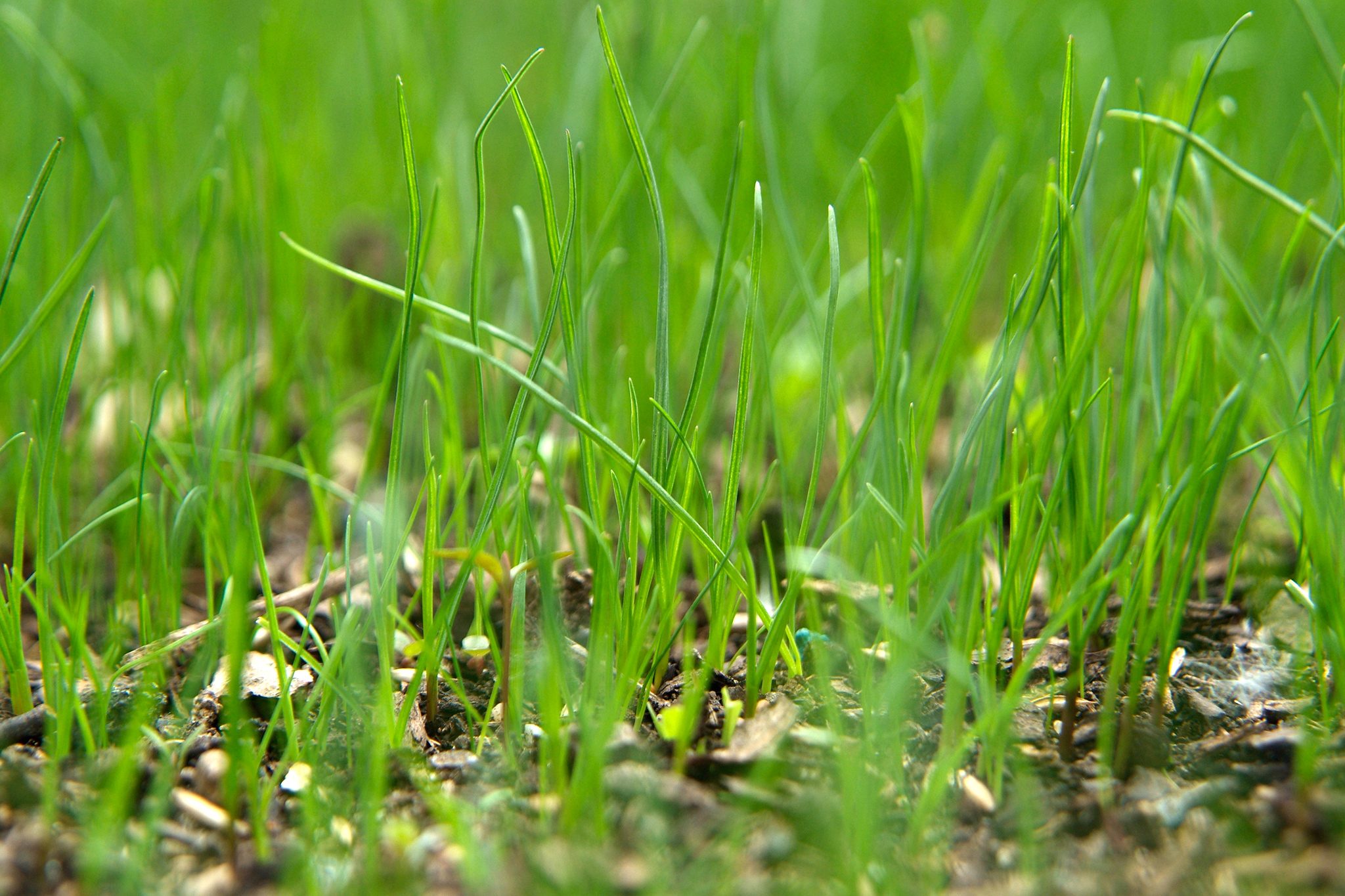 will grass seed germinate on top of soil