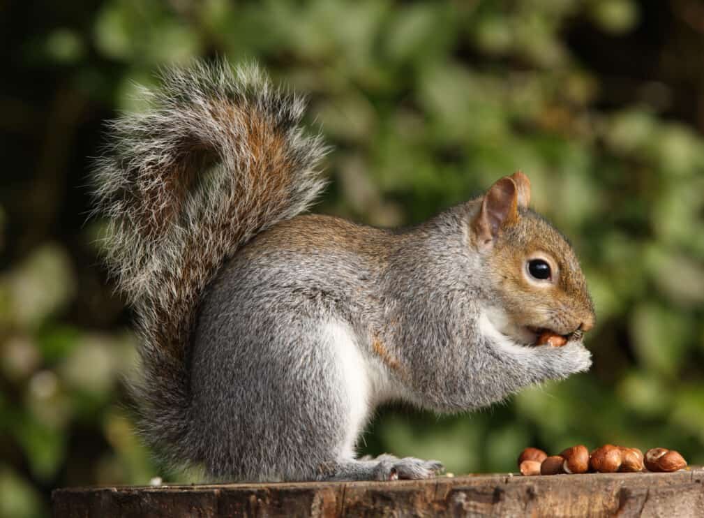 Squirrel-Proof Garden: Tips to Keep Squirrels Out of Flower Pots缩略图