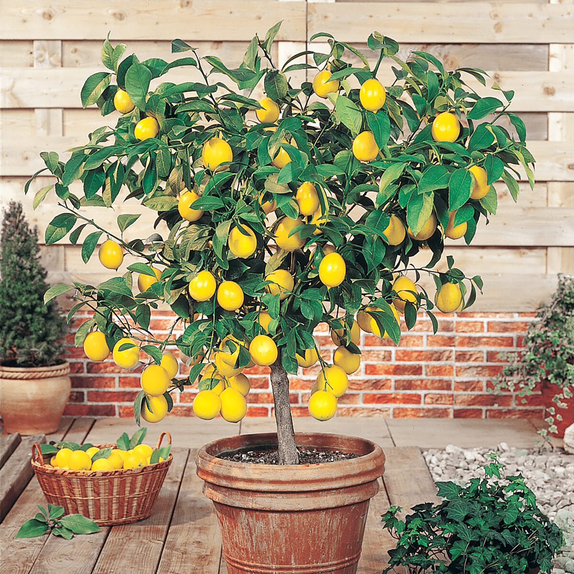 lemon tree from seed