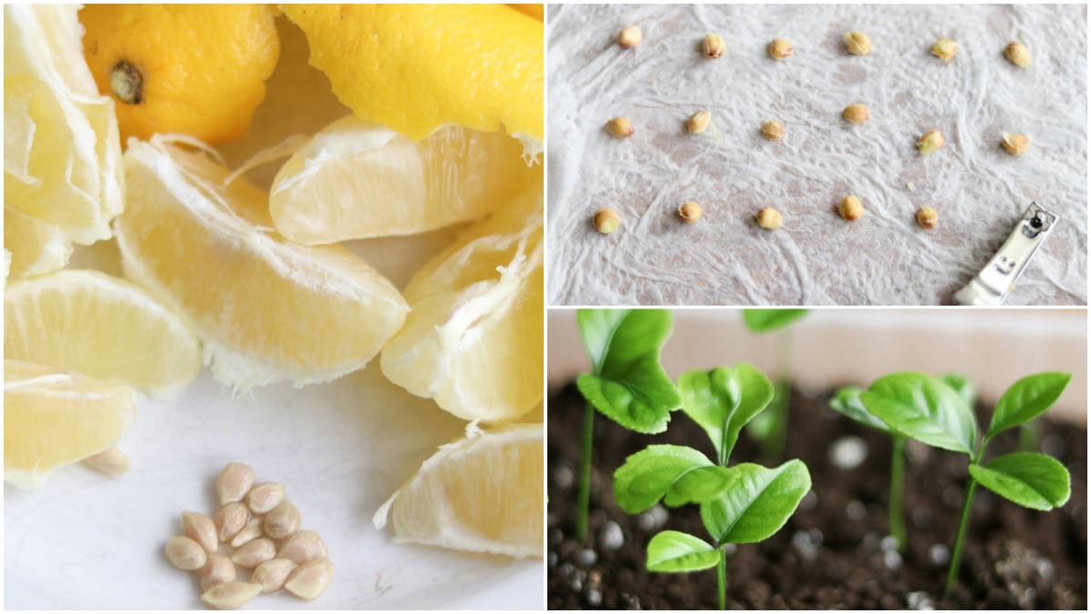 From Seed to Tree: Growing a Lemon Tree at Home插图3
