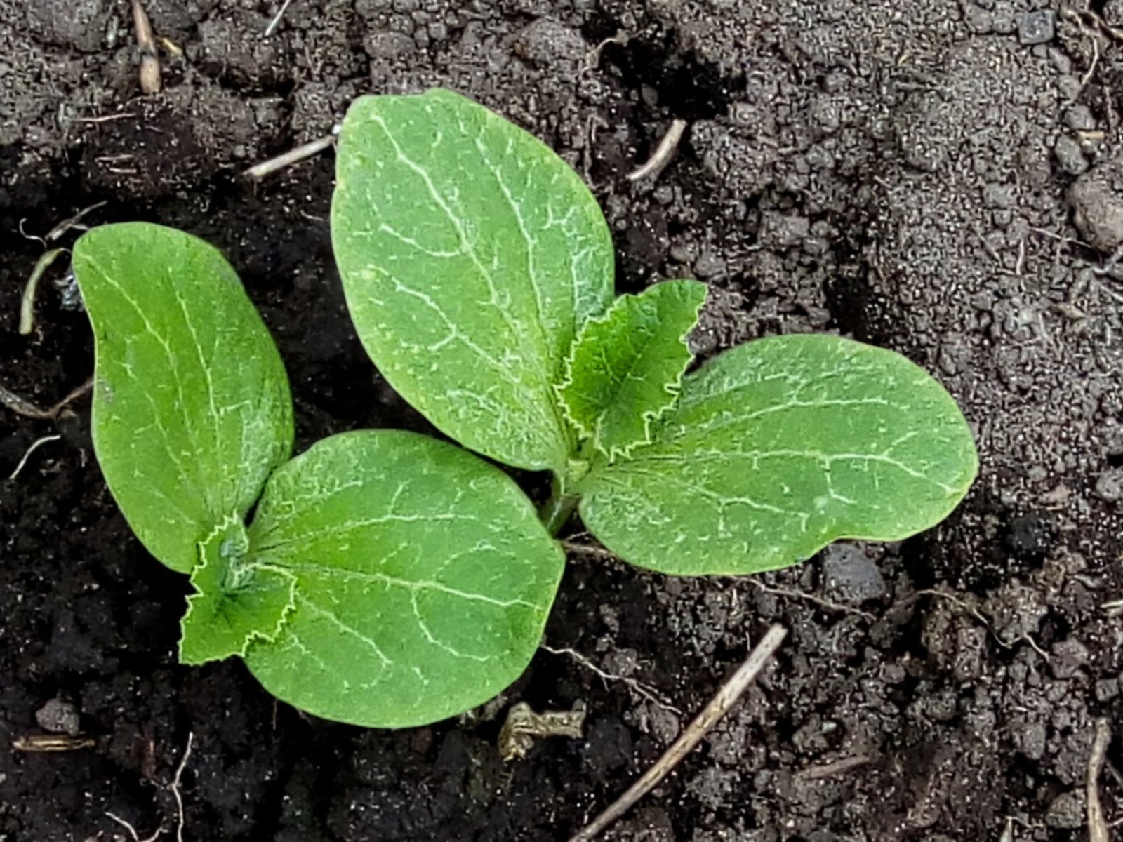 growing pumpkins from seed