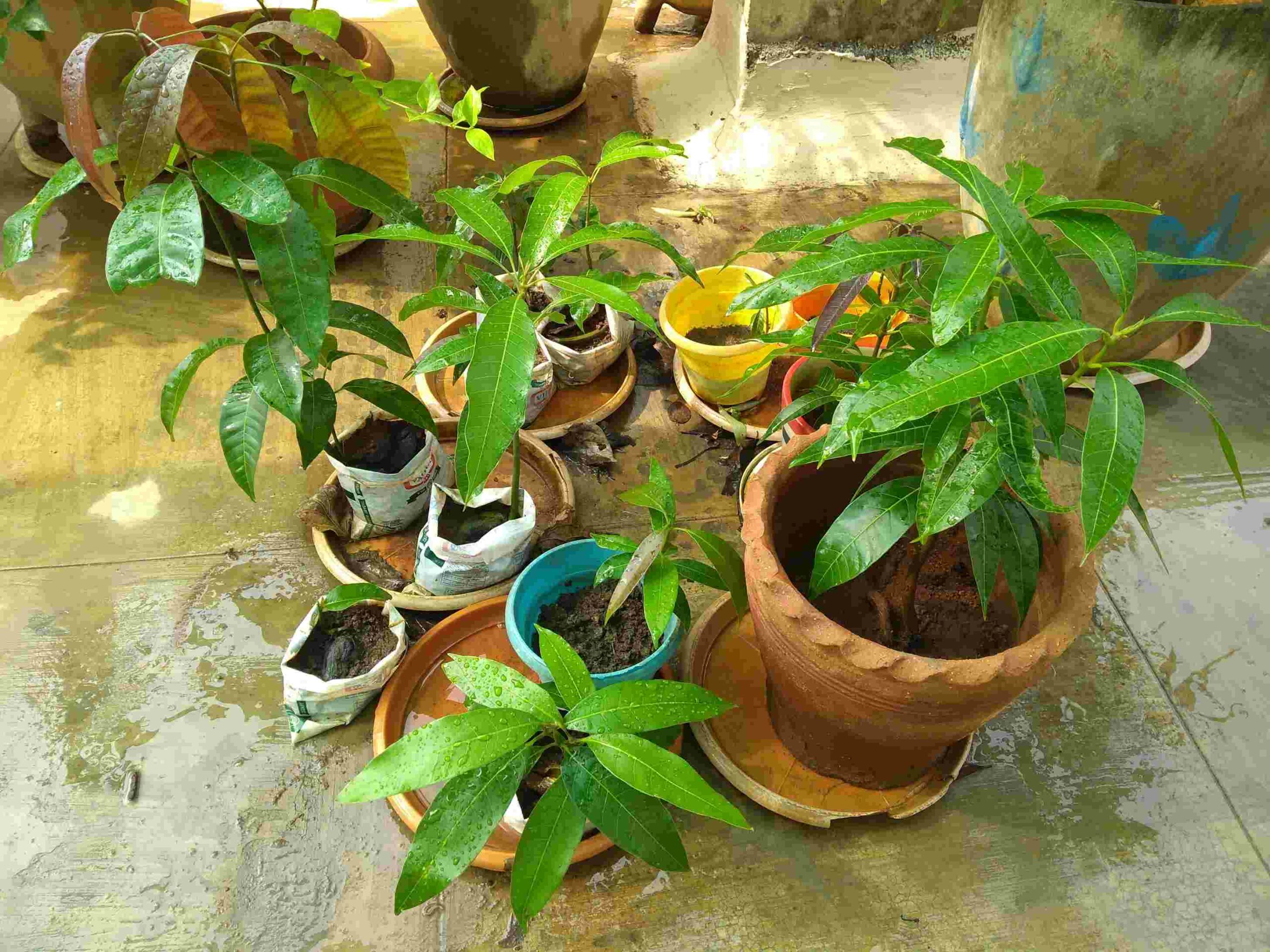 how to grow mango seed
