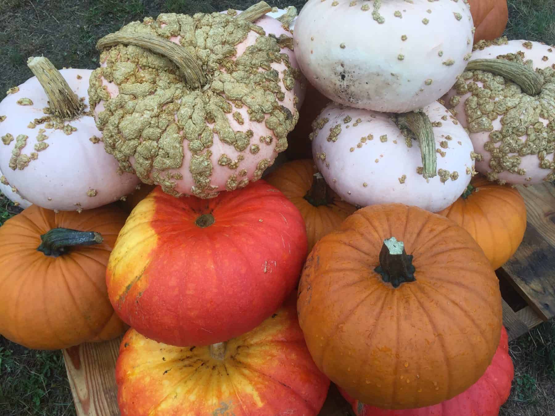 growing pumpkins from seed