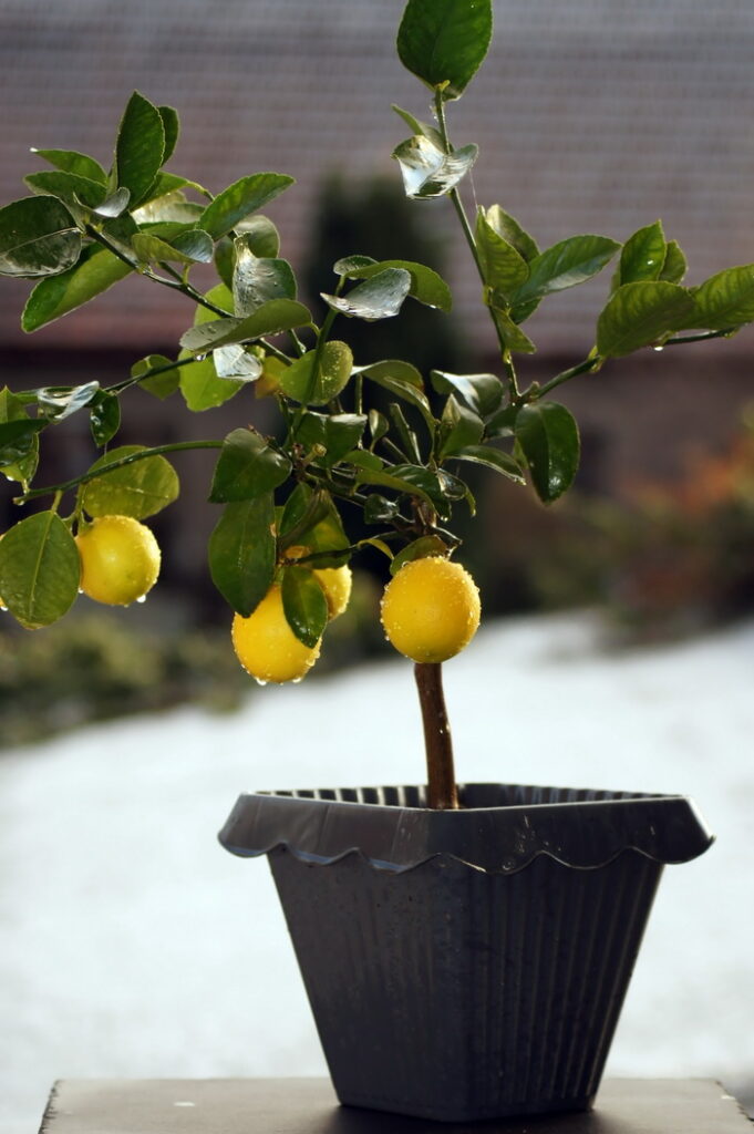 From Seed to Tree: Growing a Lemon Tree at Home缩略图