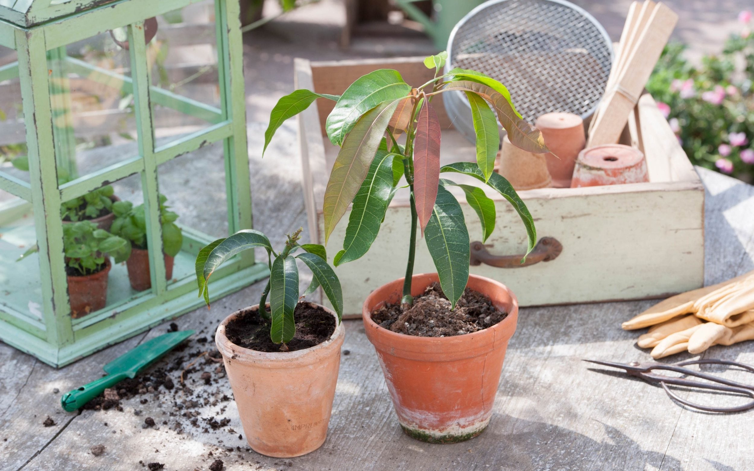 How to Grow Mango Seed: A Guide to Cultivating Tropical Delights缩略图