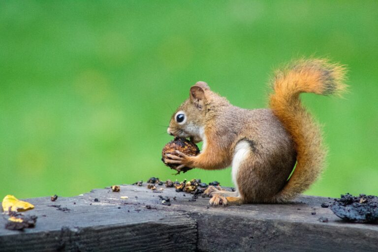 why do squirrels dig in flower pots