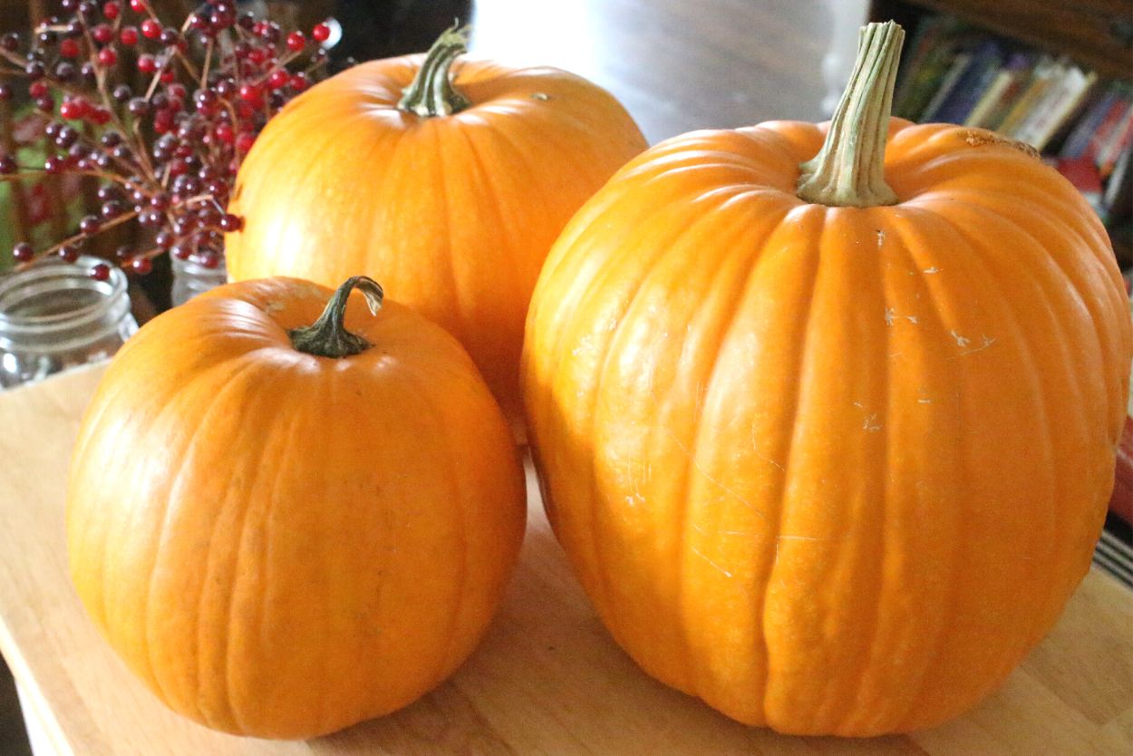 growing pumpkins from seed