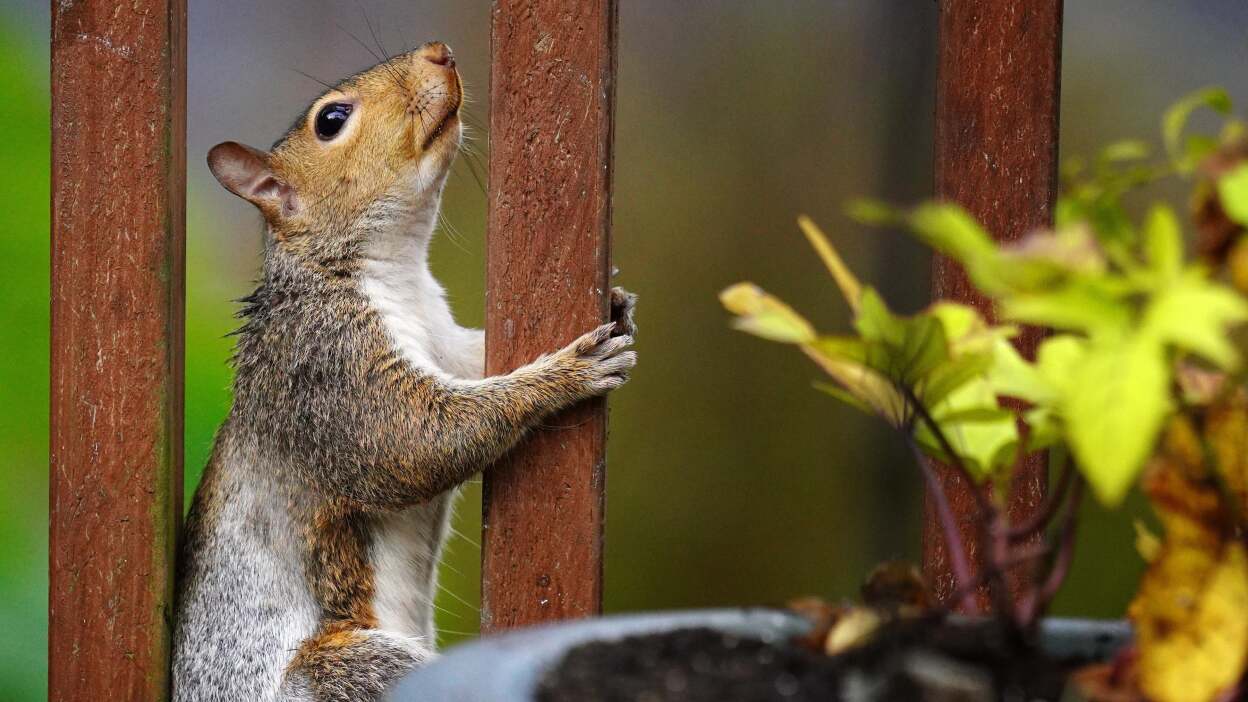 why do squirrels dig in flower pots