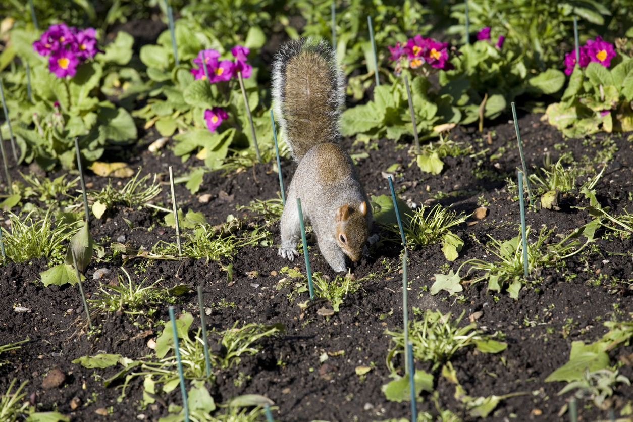 Squirrel-Proof Garden: Tips to Keep Squirrels Out of Flower Pots插图4