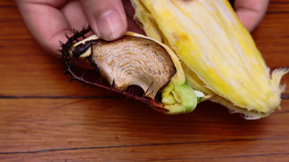 growing mango from seed