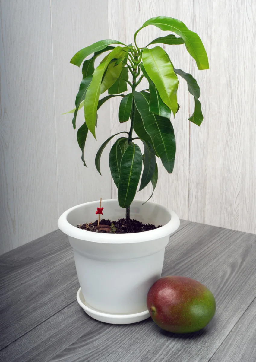 growing mango from seed