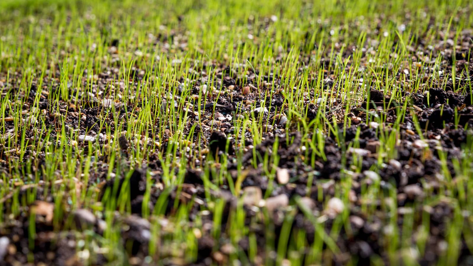 Seeding Success: Will Grass Seed Germinate on Top Soil?插图3