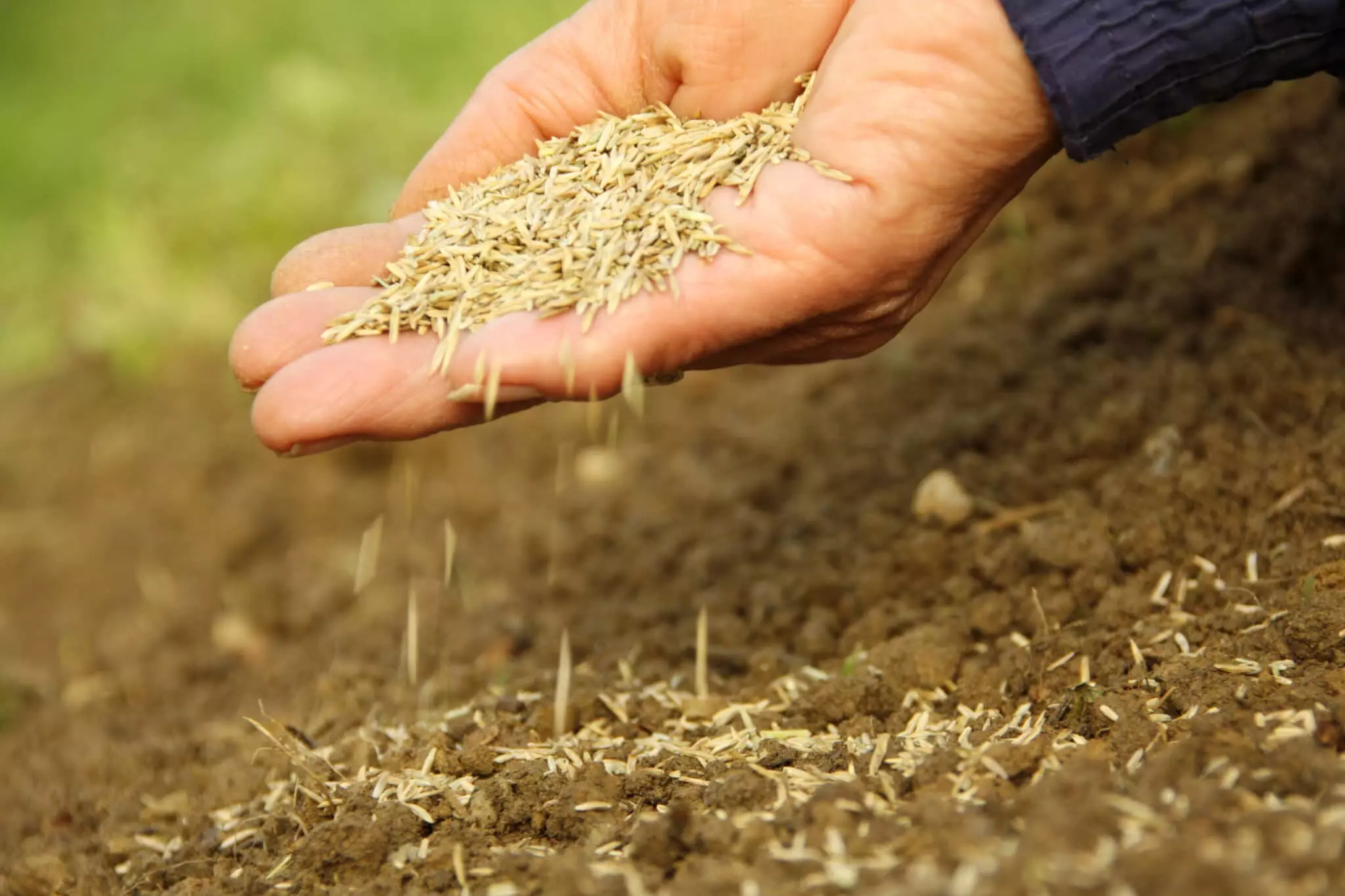Seeding Success: Will Grass Seed Germinate on Top Soil?插图4