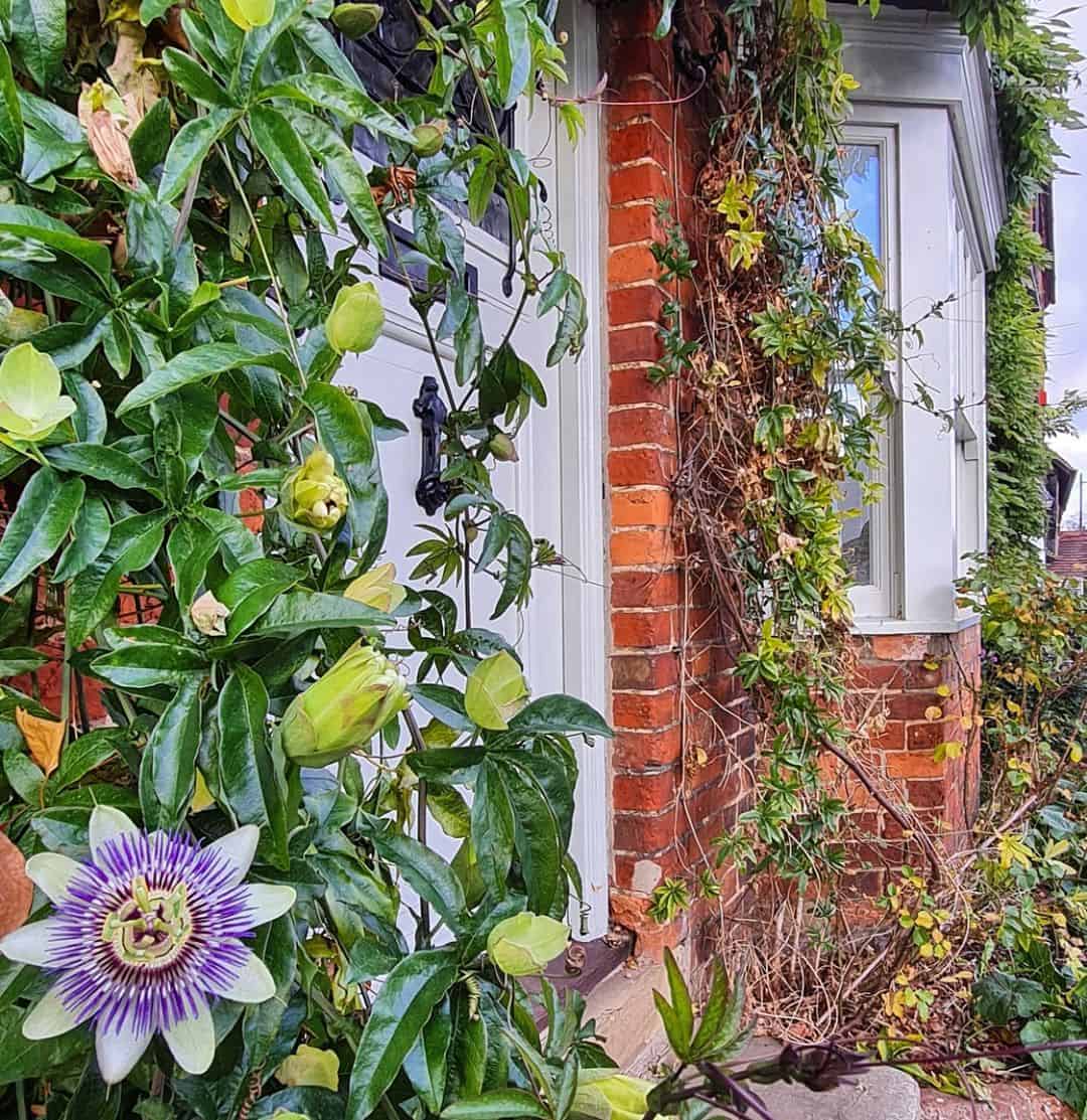 growing passion flower in pots