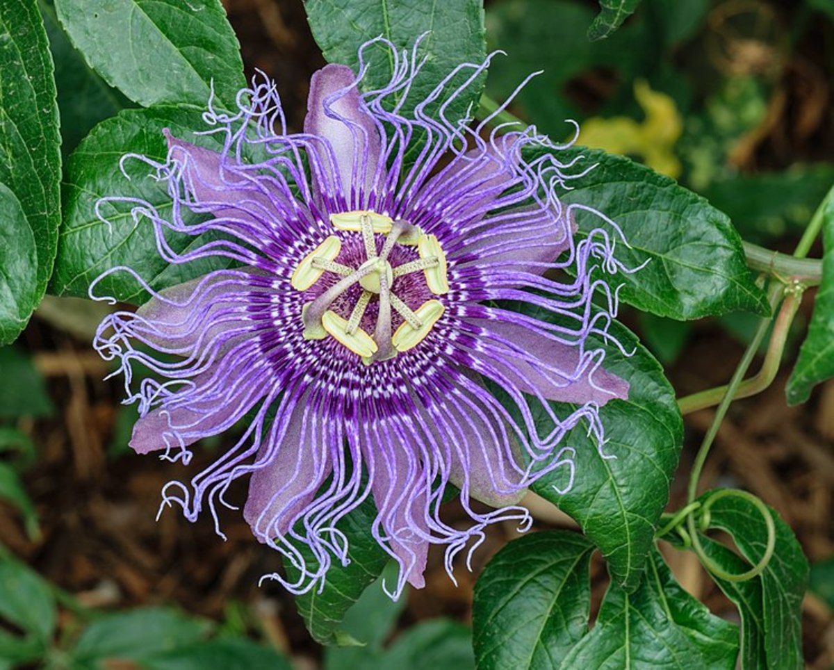 growing passion flower in pots