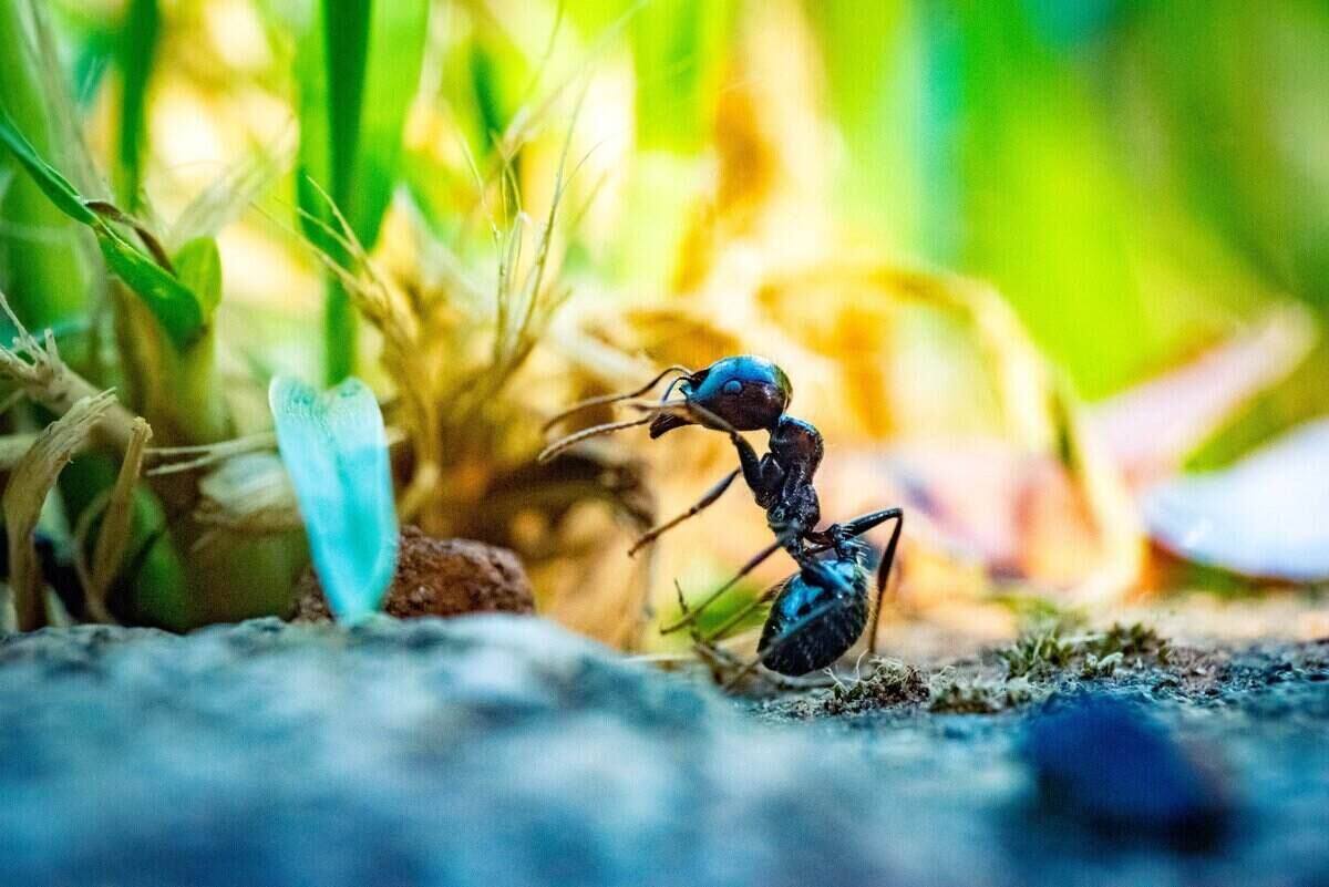 Ant Invasion? Tips to Eliminate Ants from Flower Pots缩略图