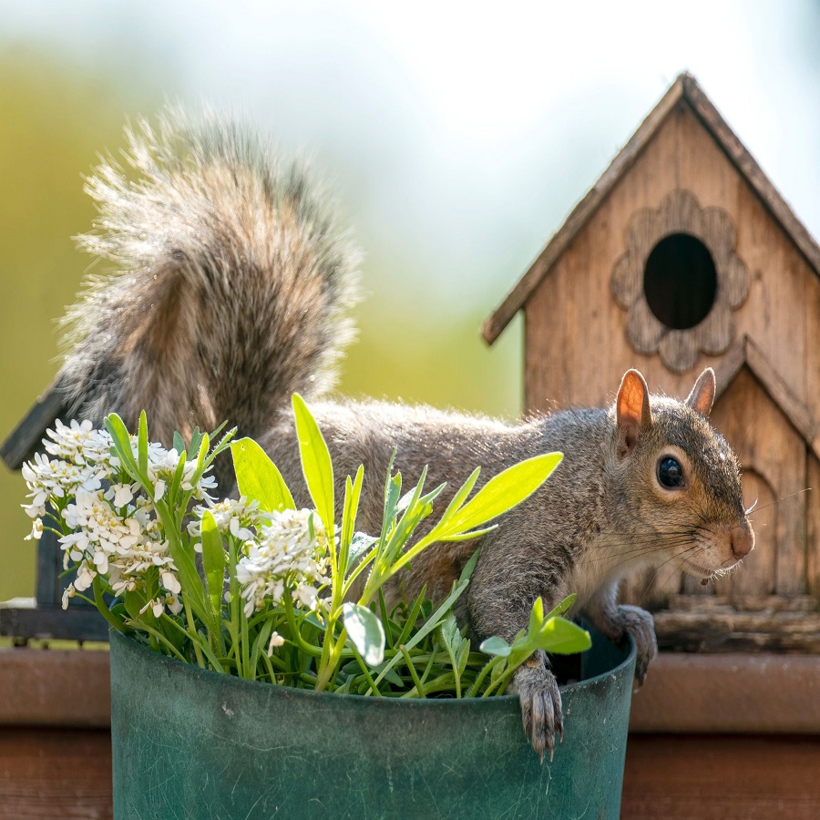 keeping squirrels out of flower pots