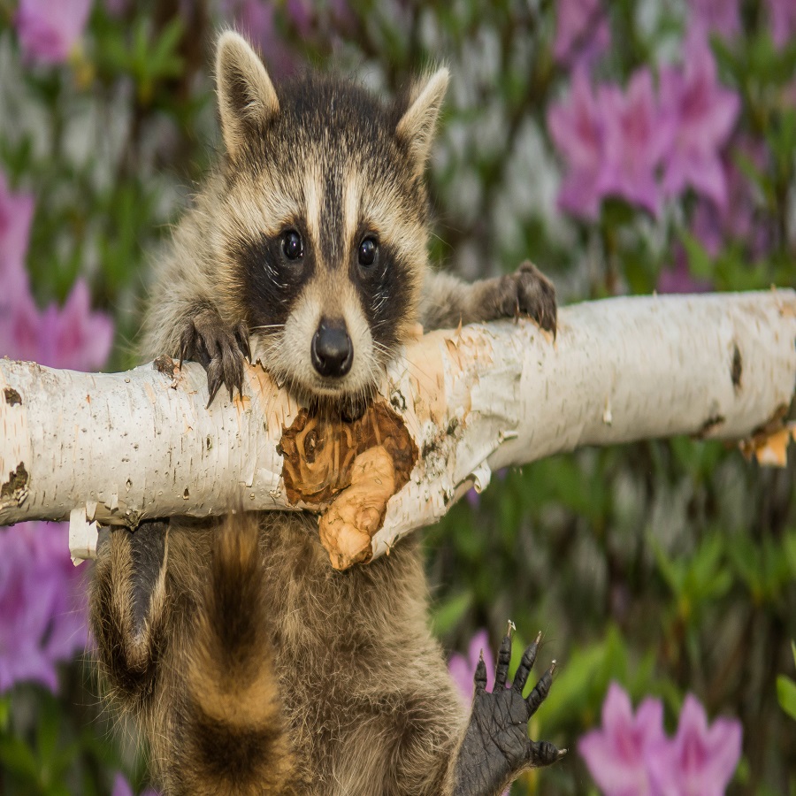 how to keep raccoons out of flower pots