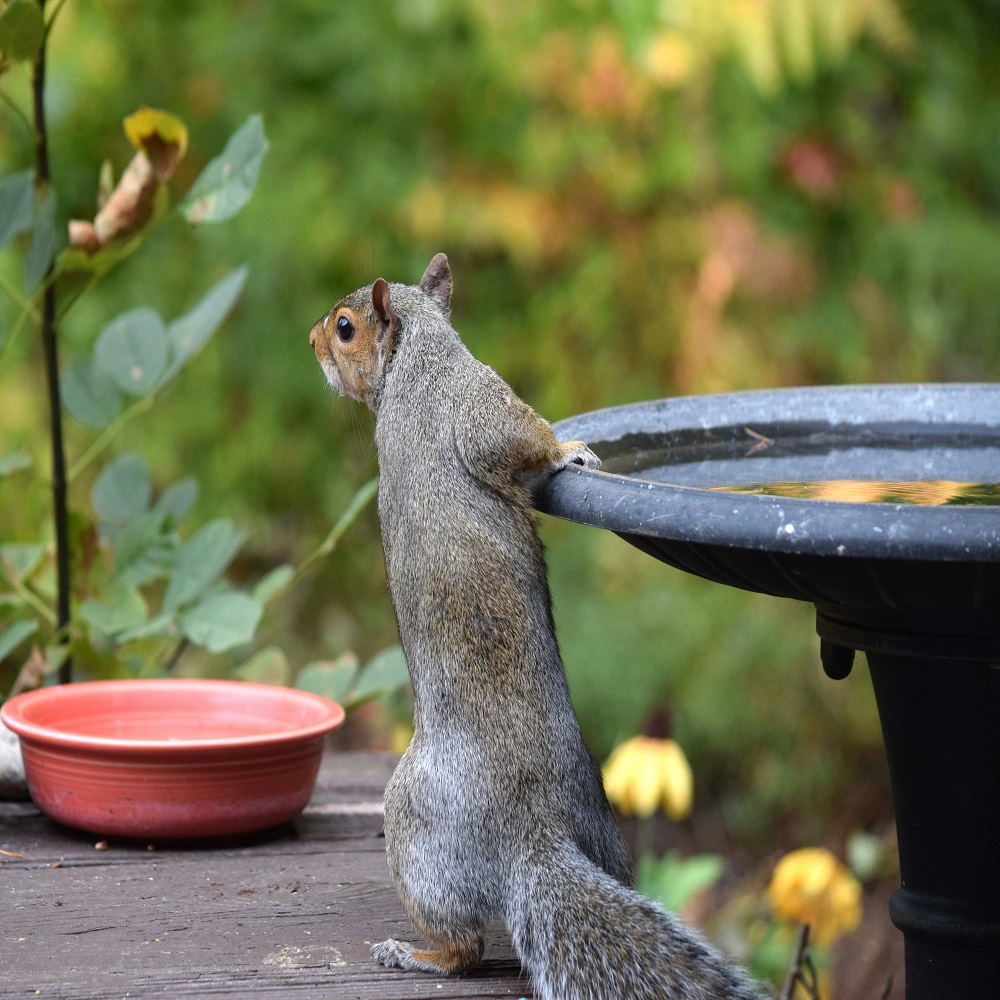 why do squirrels dig in flower pots