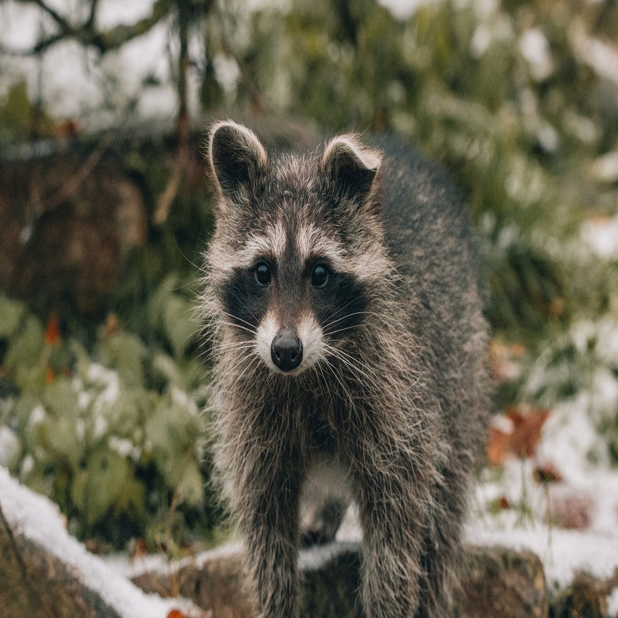 how to keep raccoons out of flower pots