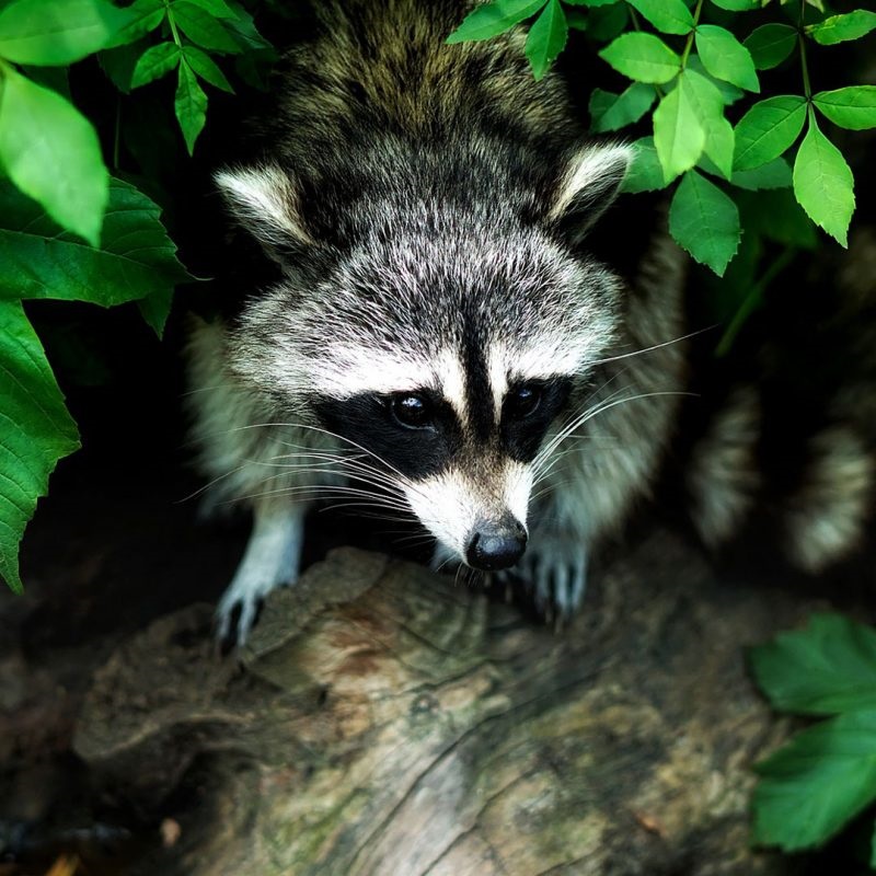 how to keep raccoons out of flower pots