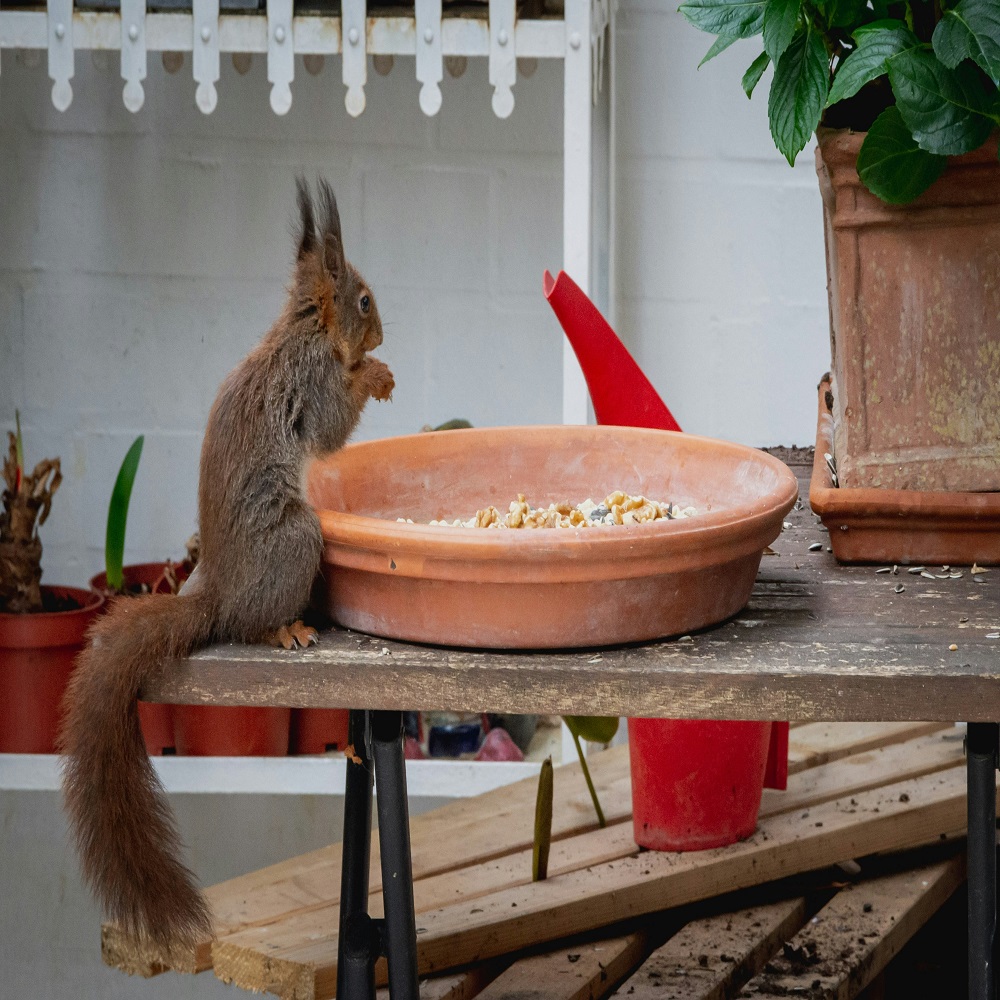 why do squirrels dig in flower pots