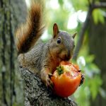 Squirrels in Your Flower Pots? Understanding Their Digging Habits