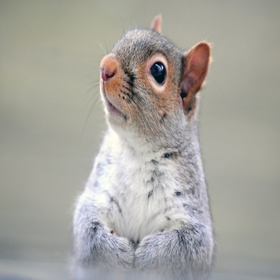 keeping squirrels out of flower pots