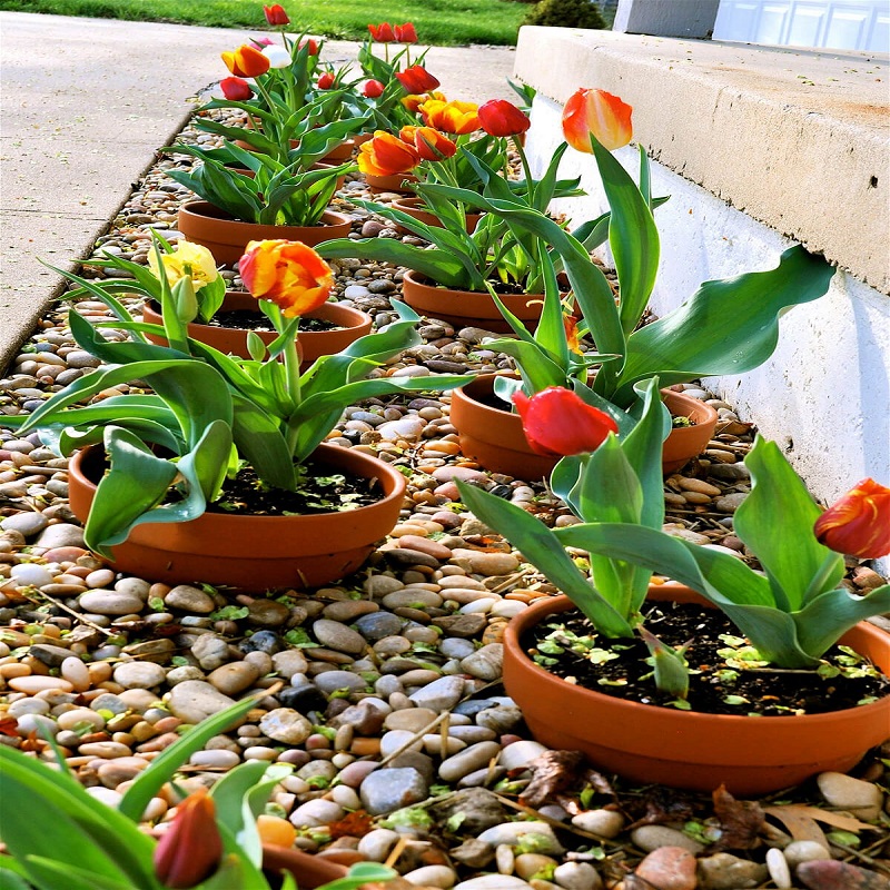 pots in flower bed