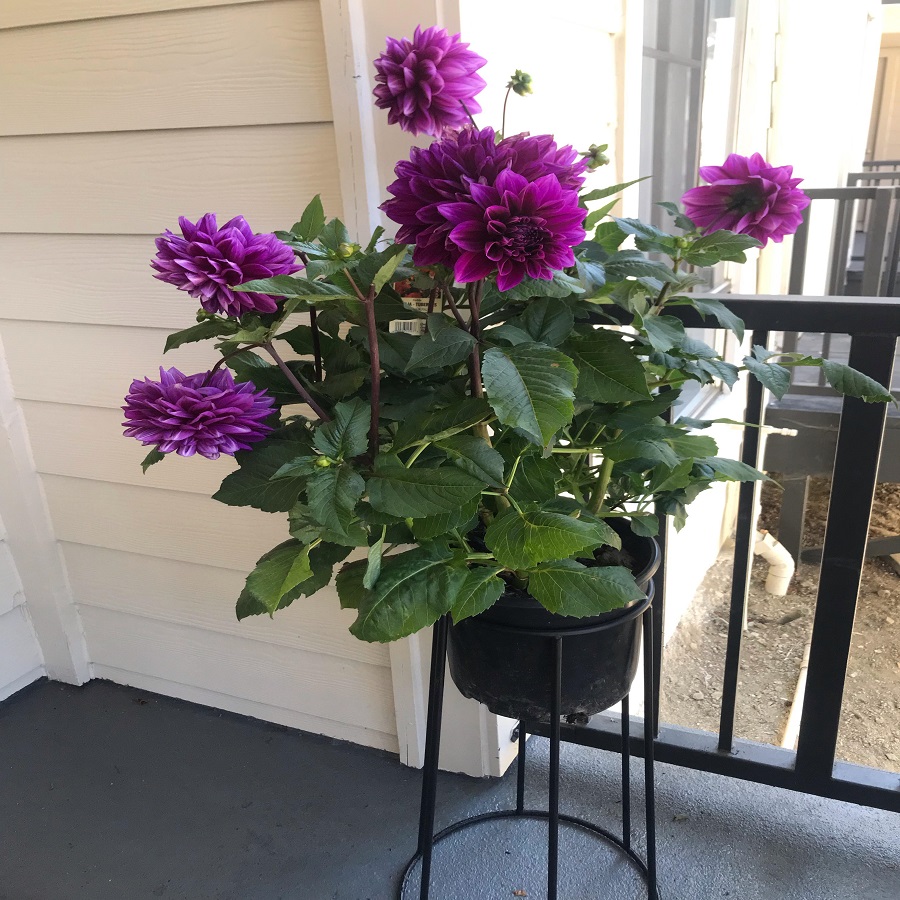 costco flower pots