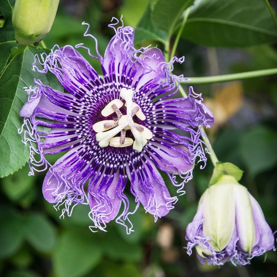 growing passion flower in pots