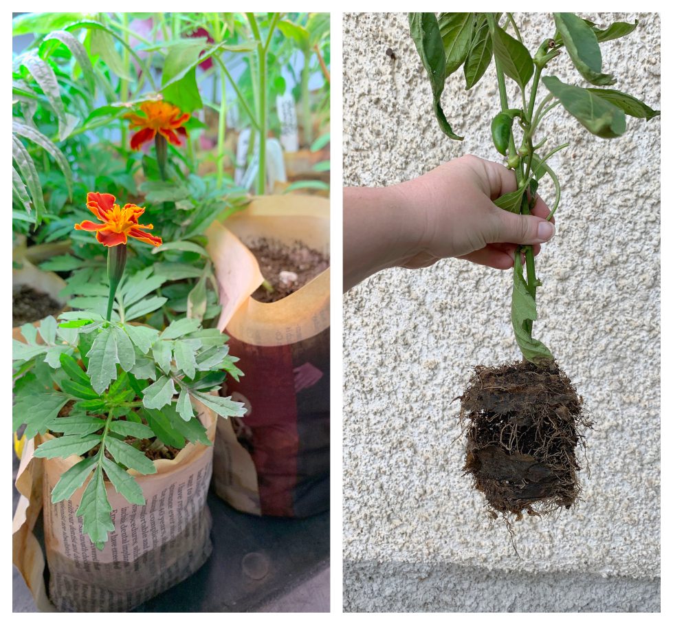 planting flower seeds in pots