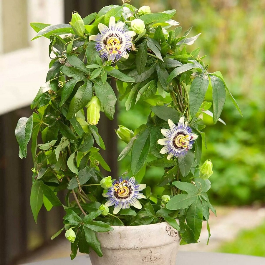 growing passion flower in pots