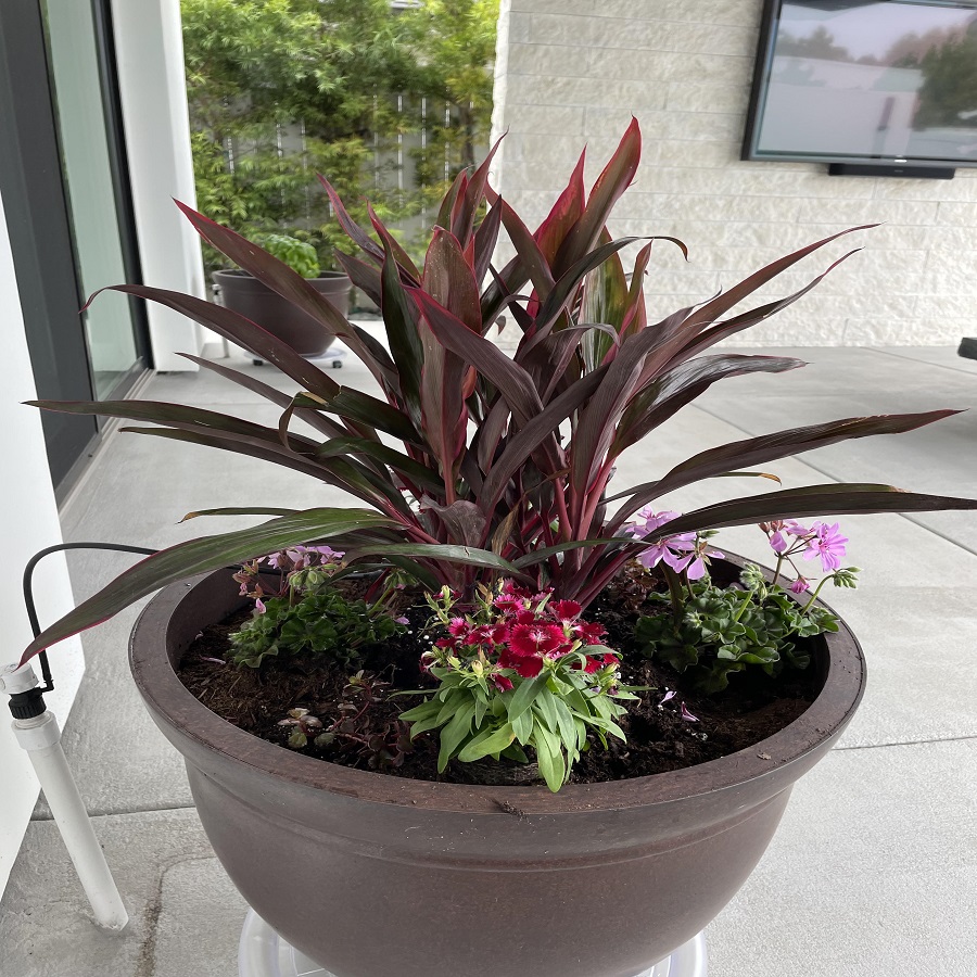 costco flower pots