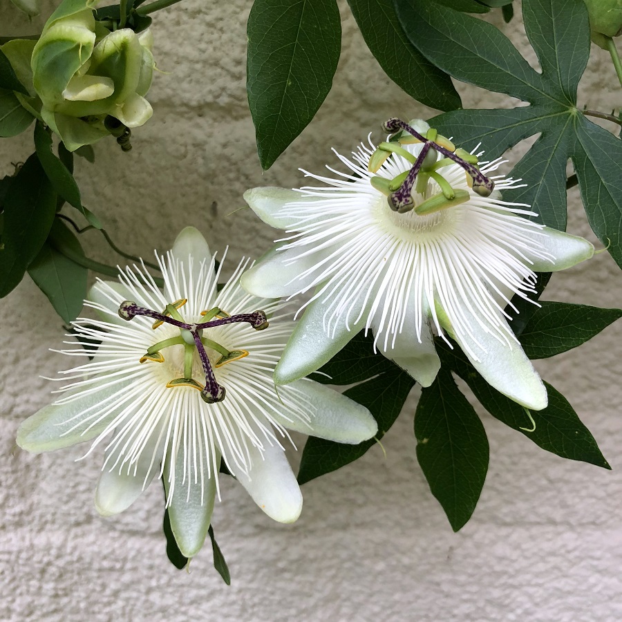 growing passion flower in pots