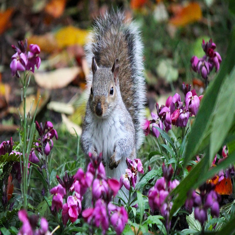 home remedies to keep squirrels out of flower pots