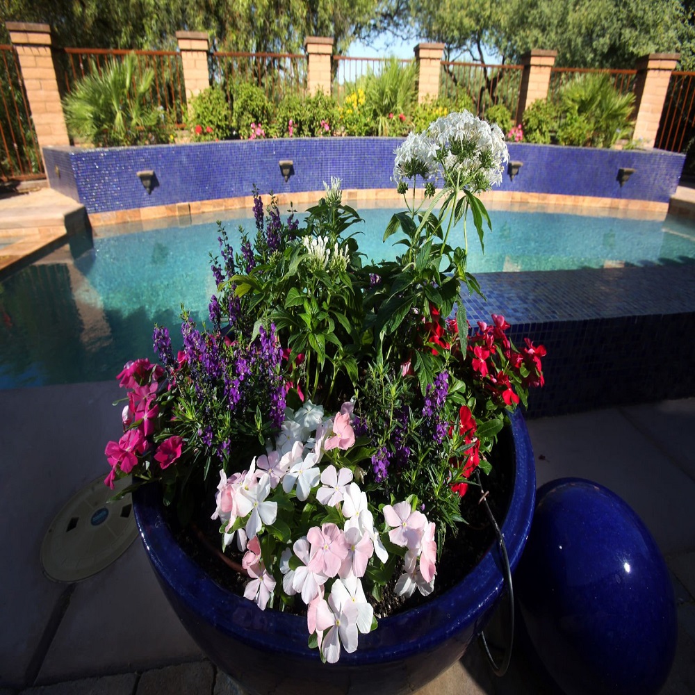 flower pots around pool