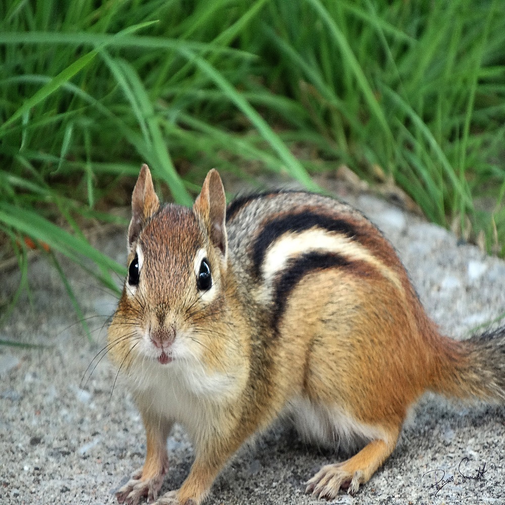 why do chipmunks dig in flower pots