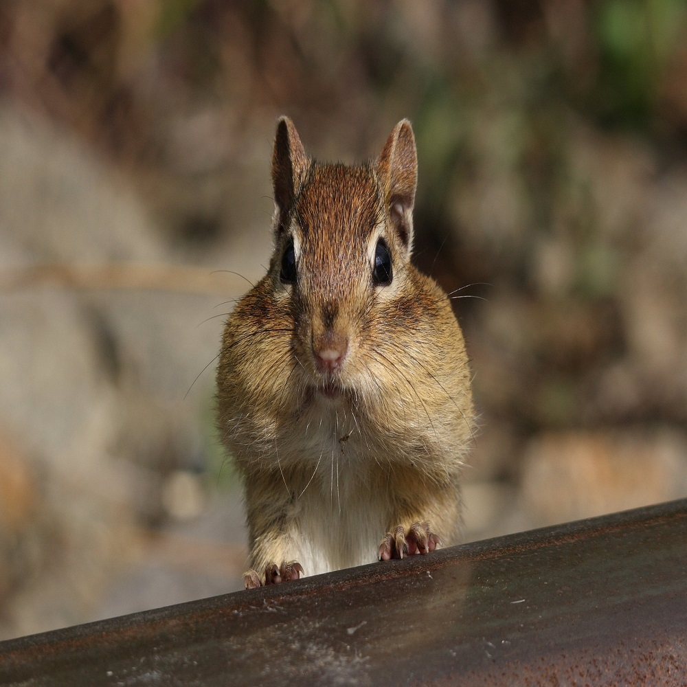 why do chipmunks dig in flower pots