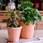 Do Flower Pots Really Need Holes? Insights and Tips