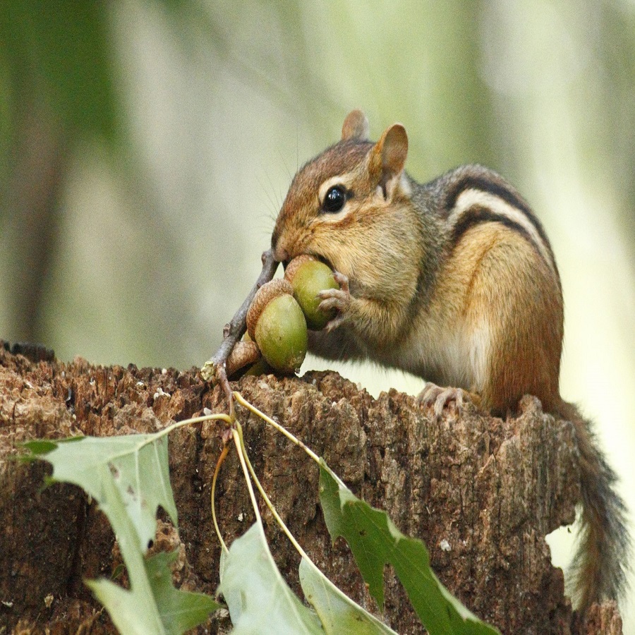 keep chipmunks out of flower pots