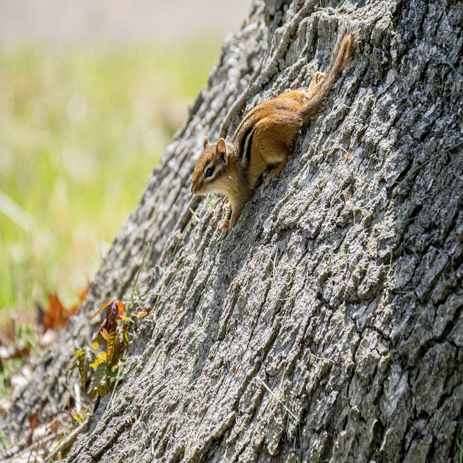 keep chipmunks out of flower pots